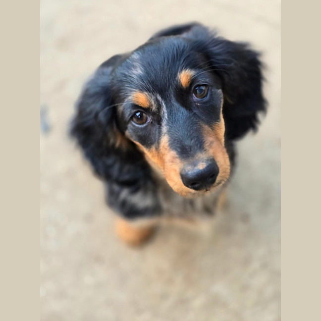 Photo of Bread Crumb