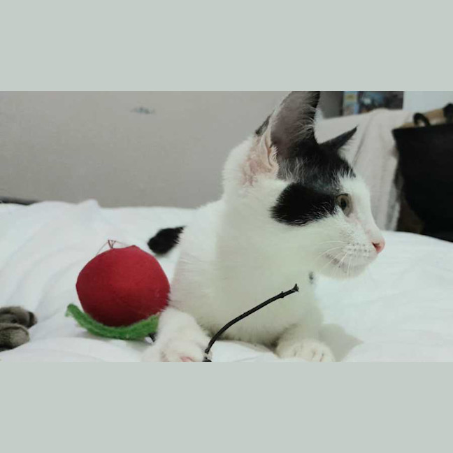 Photo of Rose