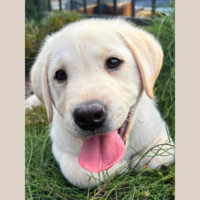 Photo of Alfie   10 Week Old Labrador
