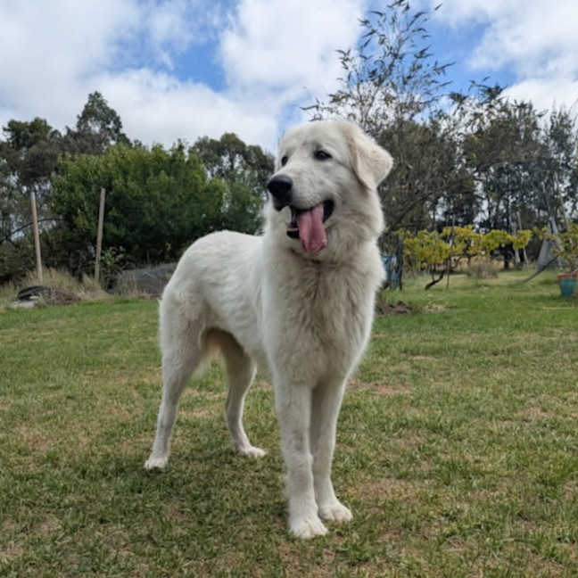 Photo of Bonnie