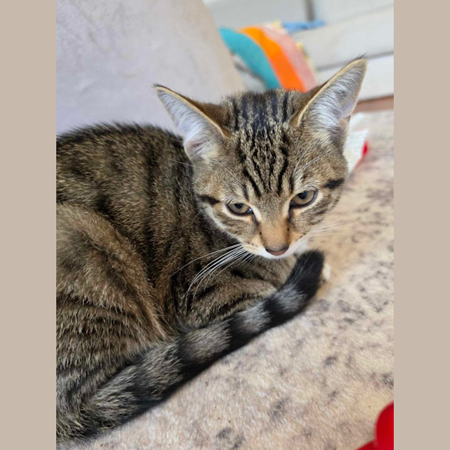 Photo of Honey   In Foster Care In Healesville