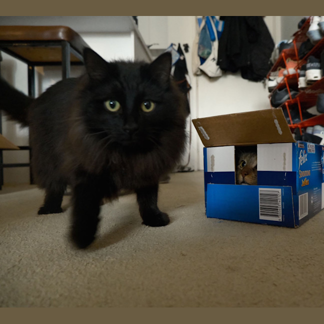 Photo of Rollie