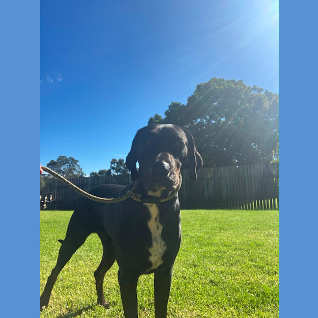 Photo of Blue
