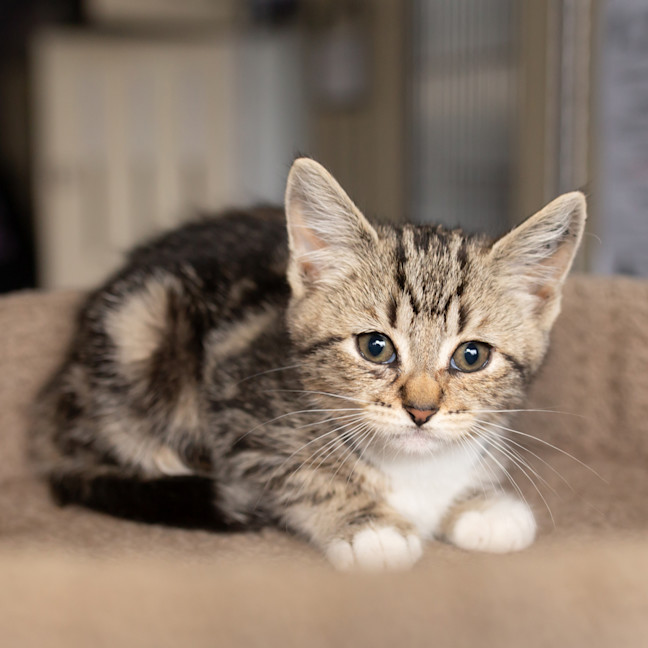 Photo of Kit Cat
