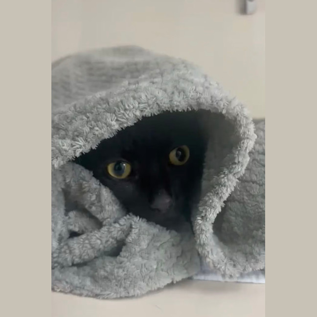 Photo of Mouse