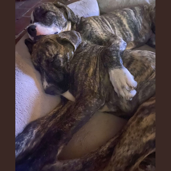 Photo of Ares