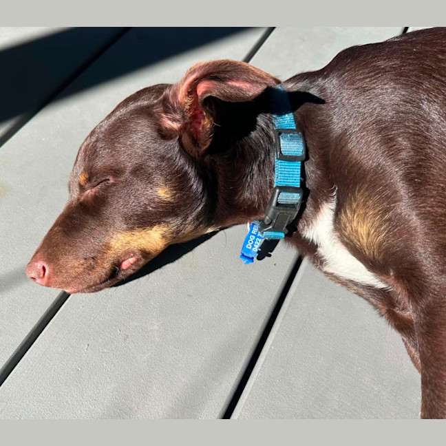 Photo of Scooby   13 Week Old Kelpie