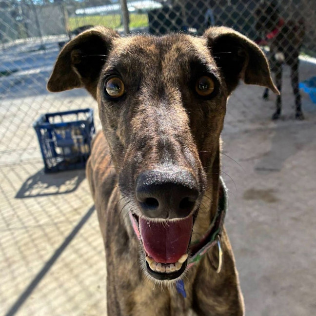 Photo of Aggie The Greyhound