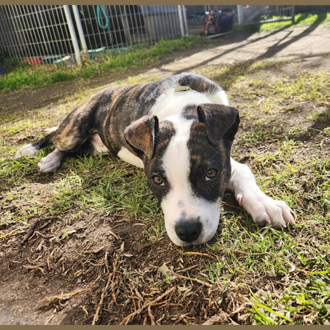 Photo of Buddy (66667)