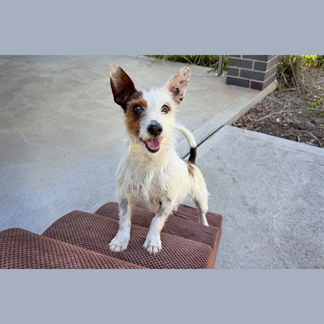 Photo of Pepito