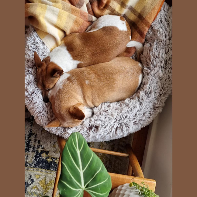 Photo of Willow & Chico