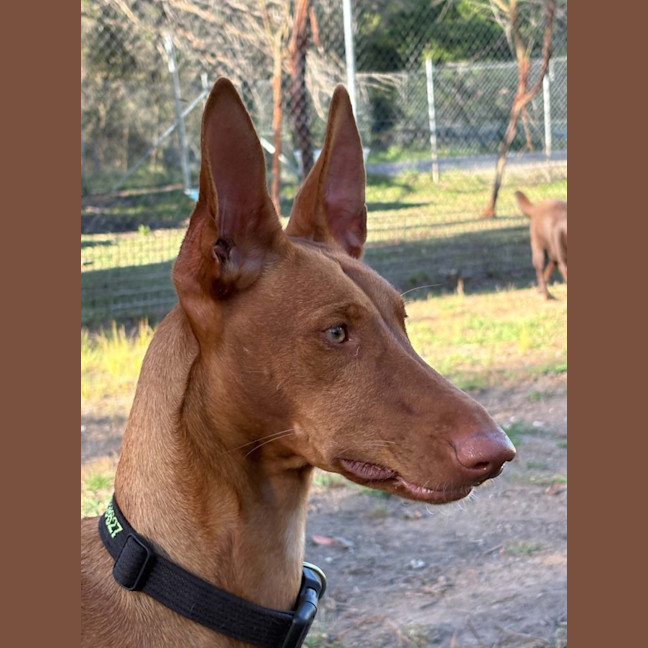 Photo of Sage