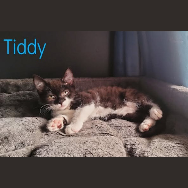 Photo of Tiddy
