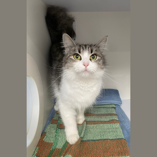 Photo of Silver