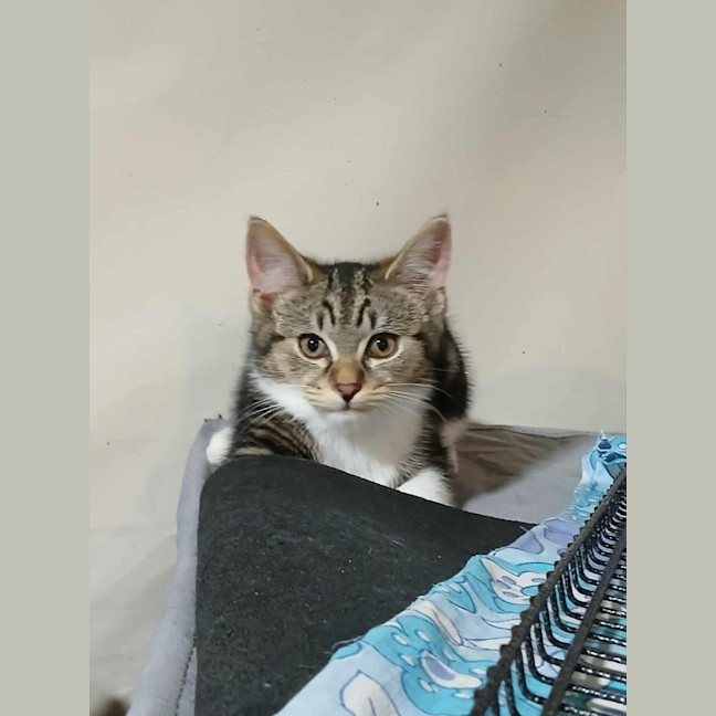 Photo of Zephyr * 9 Lives Project Rescue*