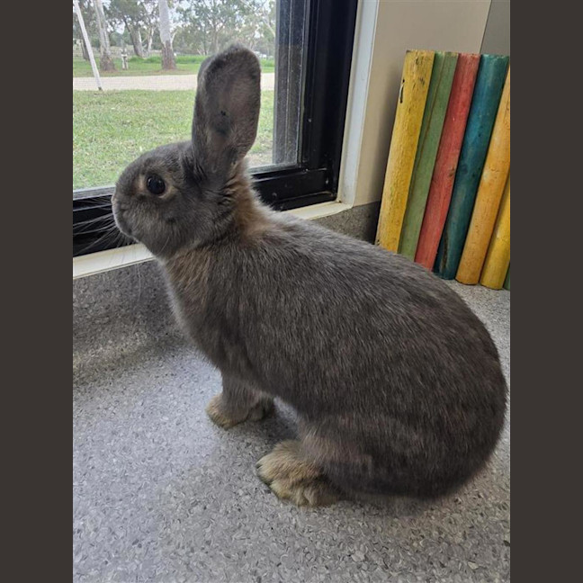Photo of Oreo 
