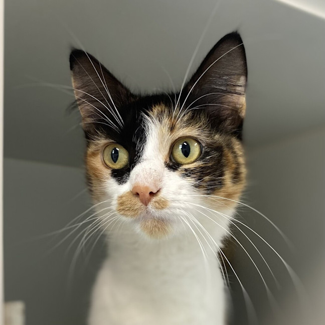 Photo of Spot
