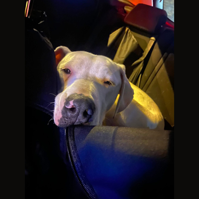 Photo of Charmer