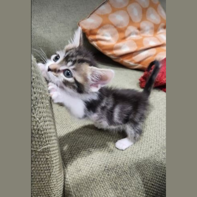 Photo of Lulu
