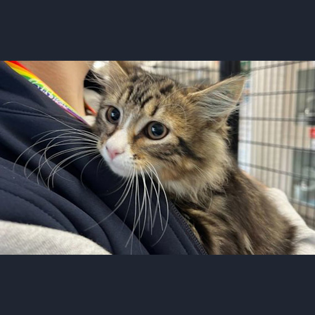 Photo of Muffin