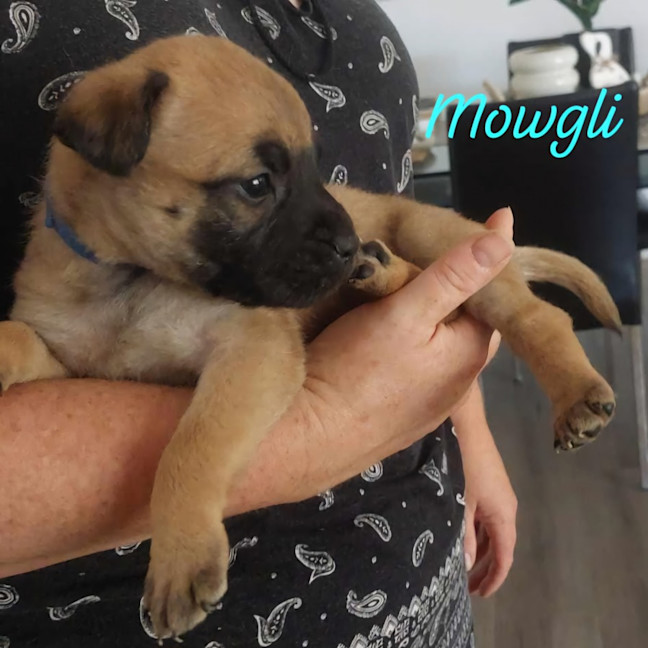 Photo of Mowgli