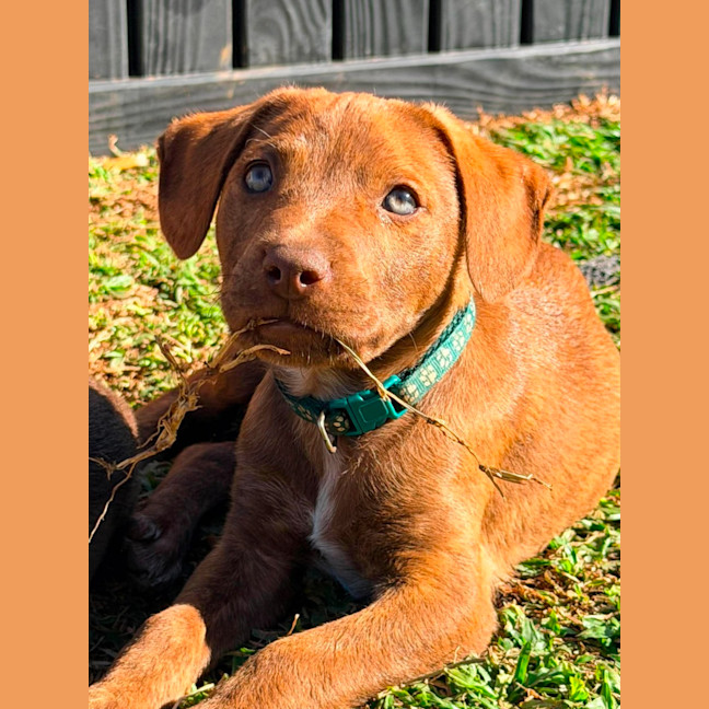 Photo of Buckley