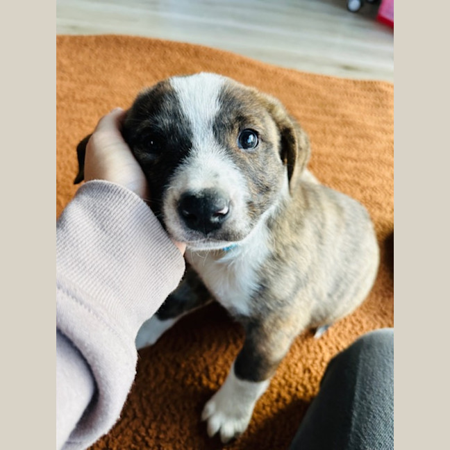 Photo of Buzzer