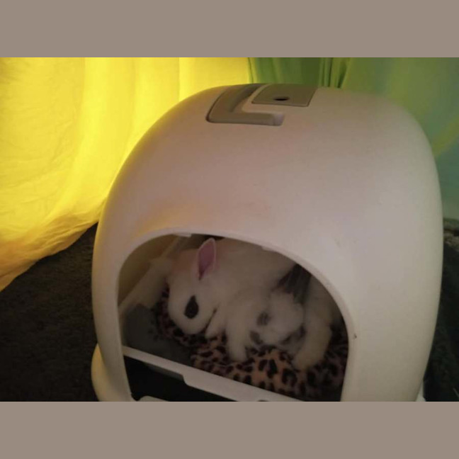 Photo of Meekoh (W Floretta)