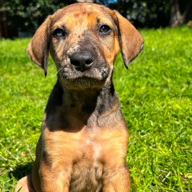 Photo of Kasha