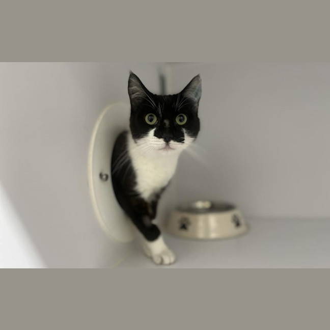 Photo of Ripley