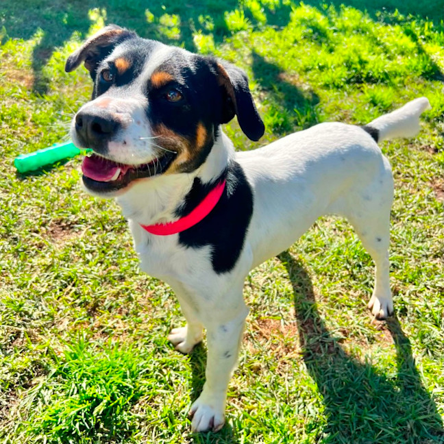 Photo of Buster