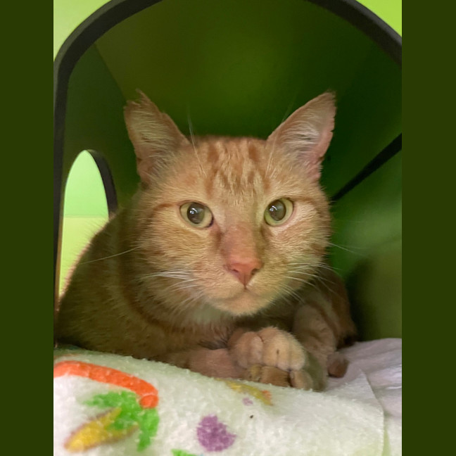 Photo of Wally The Wizarding Wonder