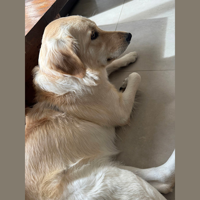 Photo of Indiana   15 Month Old Golden Retriever 