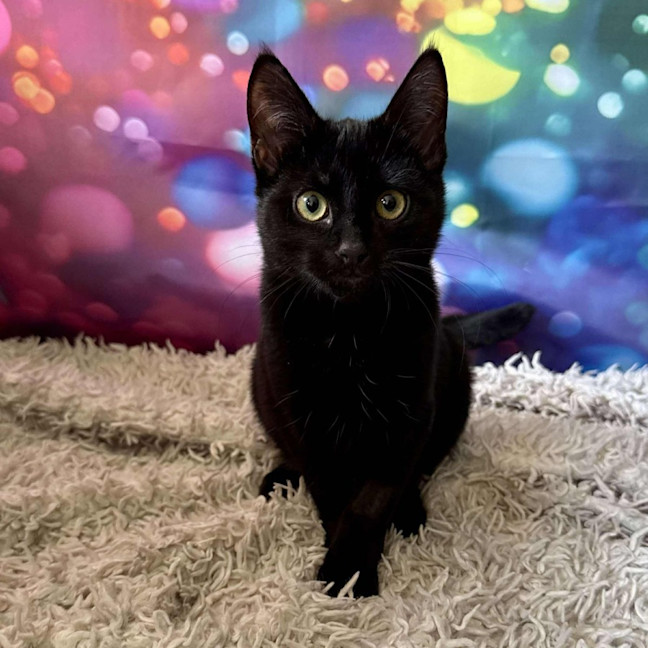 Photo of Vivienne (Located In Eltham North) 