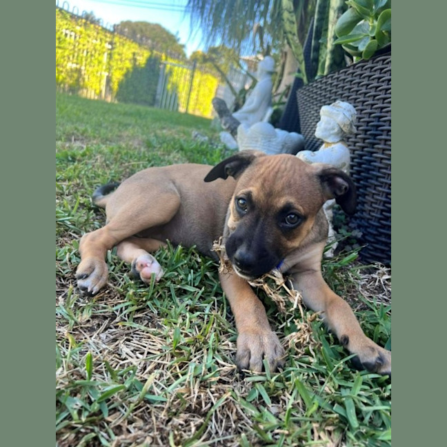 Photo of Athena   10 Week Old Kelpie X