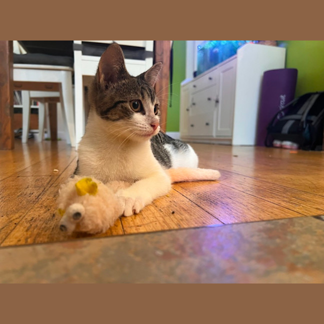 Photo of Porcini