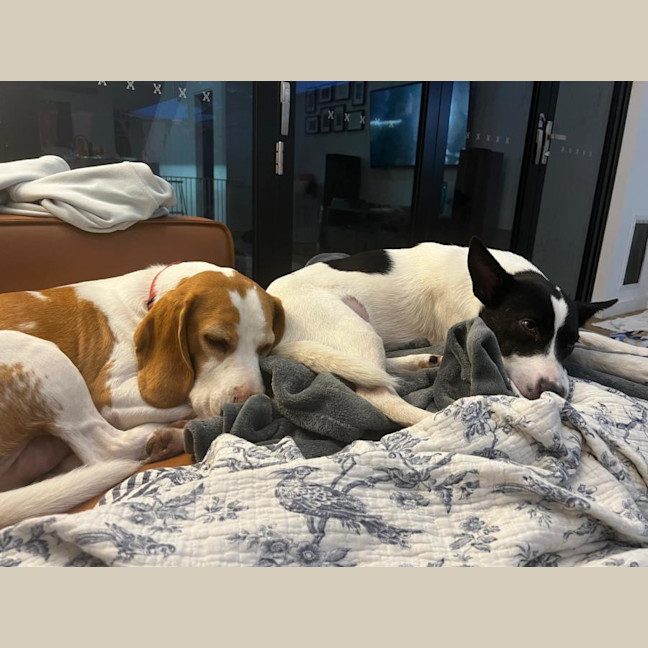 Photo of Kiki   1 Year Old Cattle Dog X