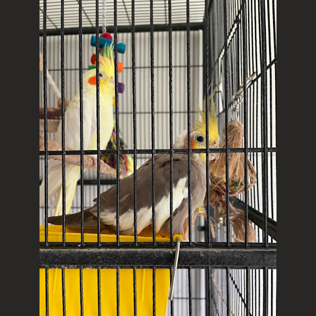 Photo of Our Little Rose Family . Kyuss Cruz And Tynan 