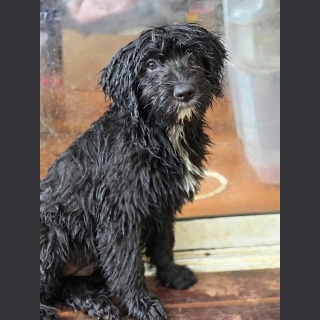 Photo of Tenderheart