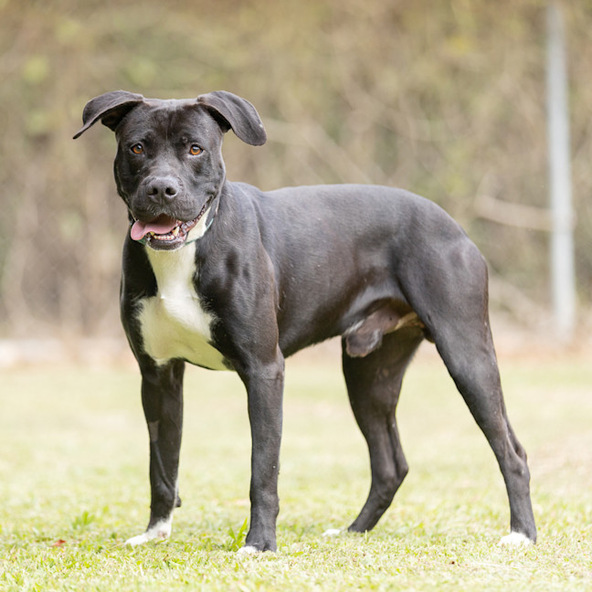 Photo of Taz