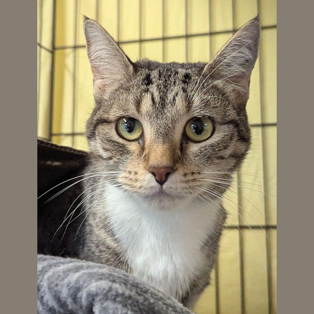 Photo of Tibby