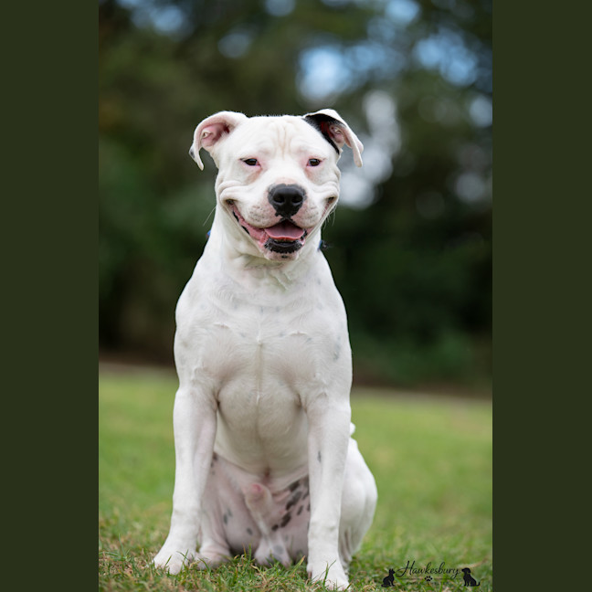 Photo of Diesel