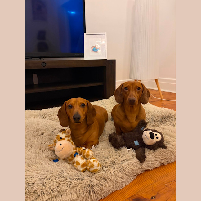 Photo of Duke And Mack