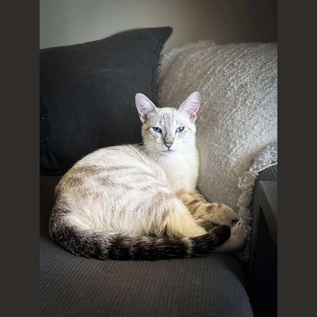 Photo of Milkshake