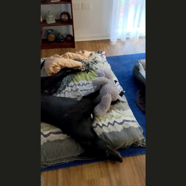 Photo of Blakey, The Greyhound