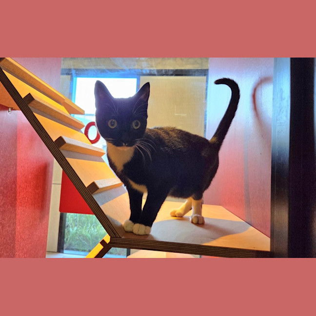 Photo of Orion Imp 894