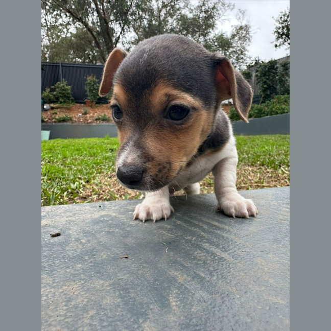 Photo of Derek   8 Week Old Fox Terrier X