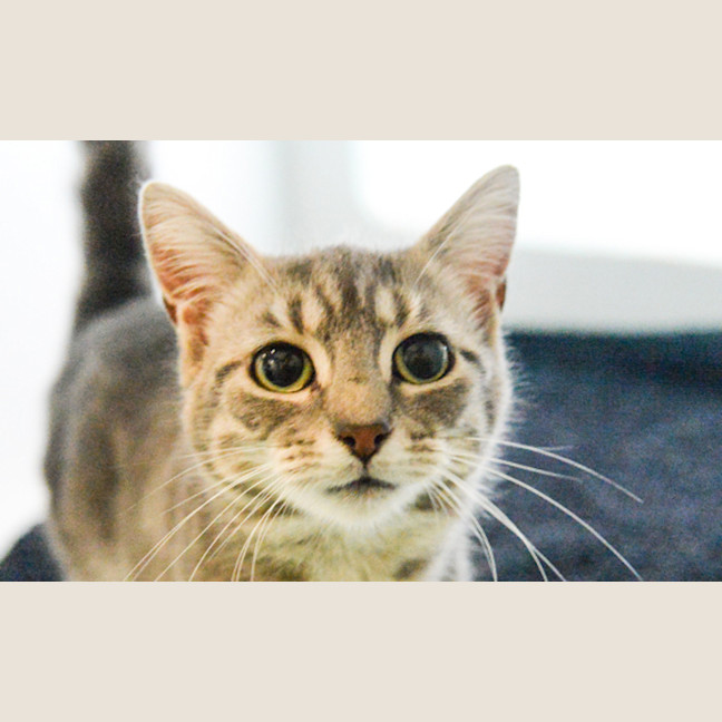 Photo of Coco