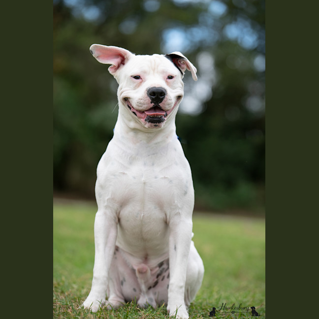 Photo of Diesel