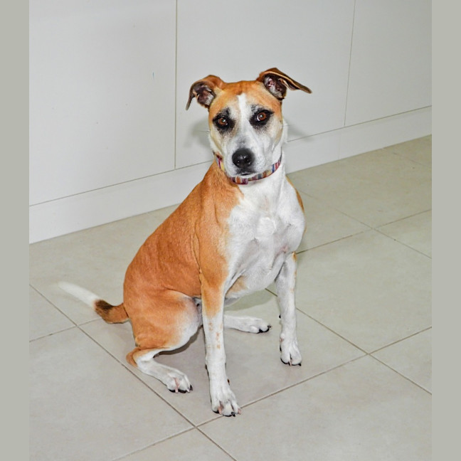 Photo of Stella